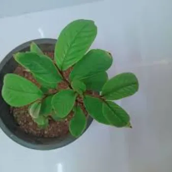 Mahogany Plant